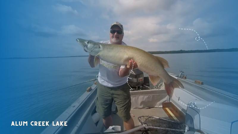 Alum Creek Lake a man caought a big fish