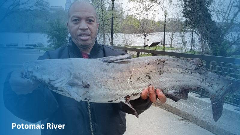 Man found a big mouth fish in Potomac River 