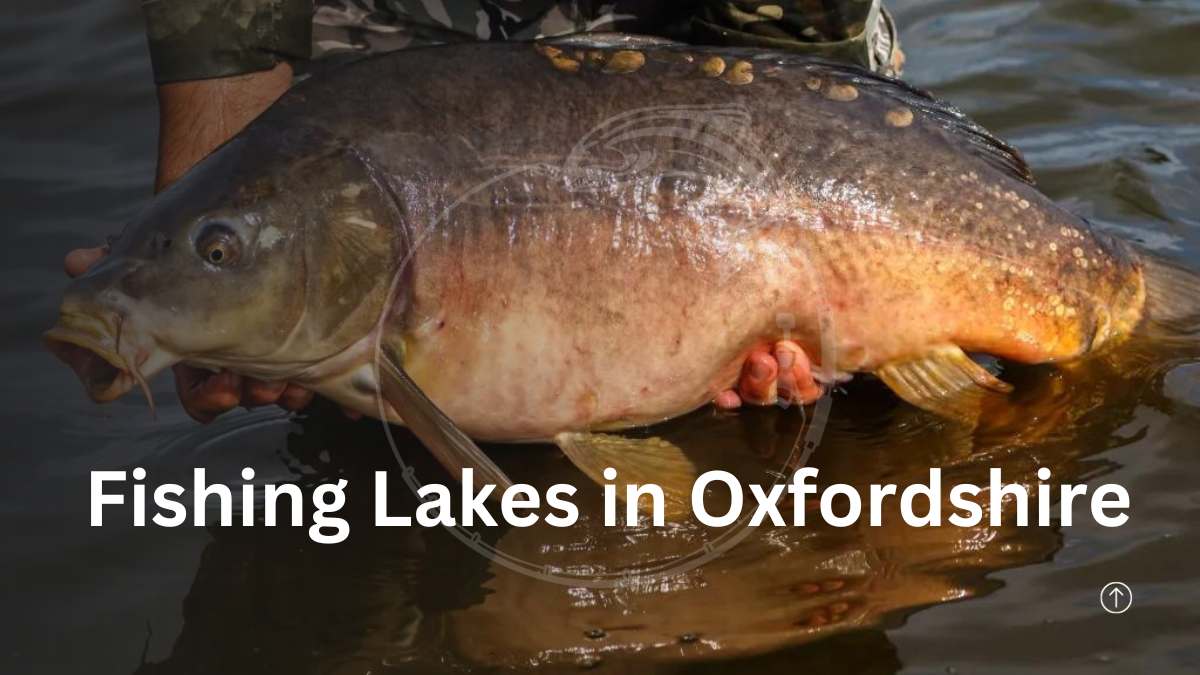 Fishing Lakes in Oxfordshire featured image